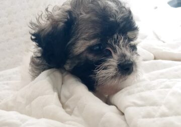 Female from Shorkie puppies