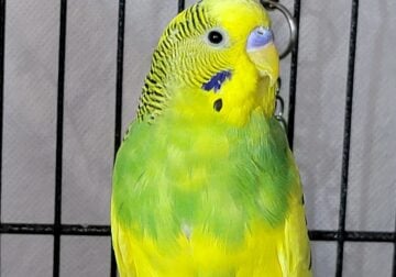 Male Budgie For Sale
