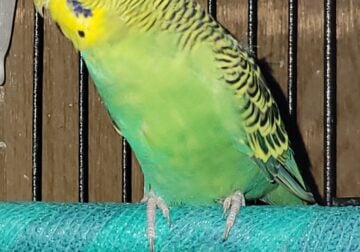 2 Parakeets to be rehomed