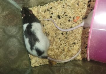 FOUR FEMALE AND TWO MALE CHOCOLATE/WHITE RATS FOR