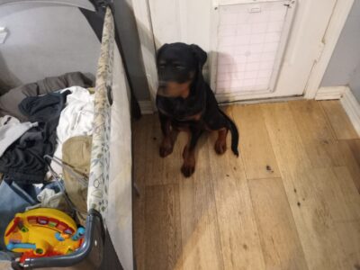 5 mo. Old Rottweiler puppy