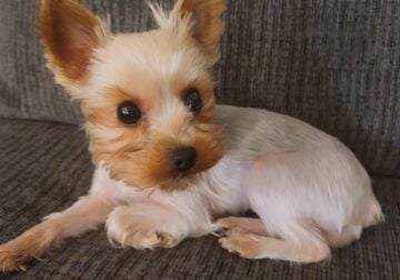 Female Yorkie 3 and a half pounds