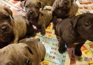 Cane Corso puppies