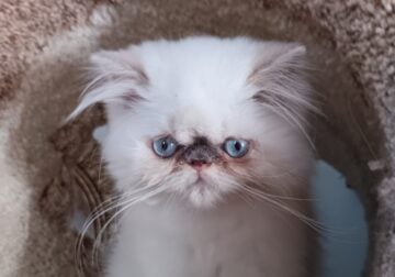 Cfa Lilac Persian kitten