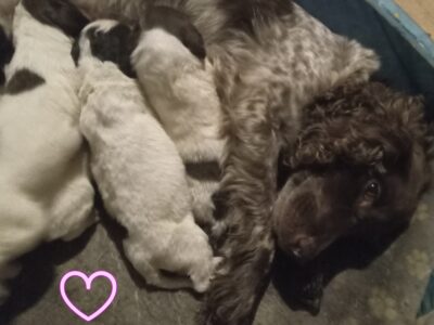 Sprocker spaniel puppies looking for forever homes