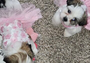REHOMING..Morkie female puppies