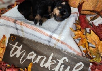 AKC German Rottweiler Puppies Available