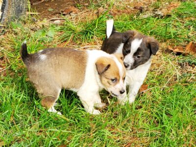 McNab Shepard and Fox Terrier Mix Puppies