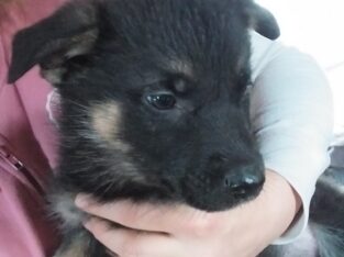 German Shepard Puppies just in time for Christmas