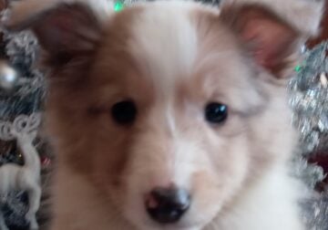 Sheltie (mini Lassie) female puppy