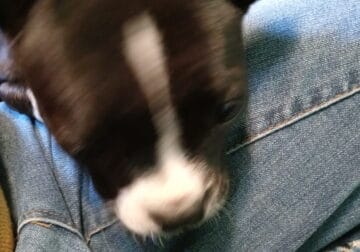 Boston terrier bull dog puppies for sale