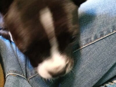 Boston terrier bull dog puppies for sale