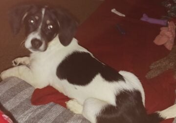 4 month old female beagle mix