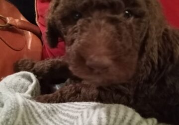 Standard Poodle Puppies . 4 girls 3 boys. I have C