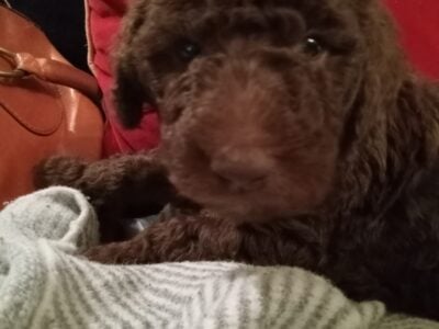 Standard Poodle Puppies . 4 girls 3 boys. I have C