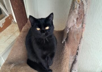 Cute black kitten is looking for a home