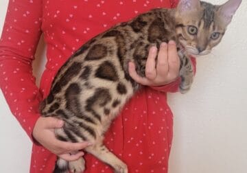 BENGAL KITTENS FOR SALE EUROPEAN BLOODLINES