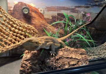 Jerry – 2 year old Bearded Dragon