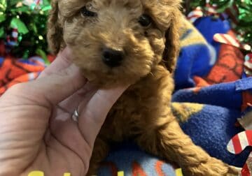Red miniature male poodles