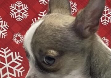 Tiny Toy Gray Chihuahua Puppy