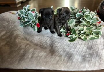 AKC REGISTERED PUG PUPPIES