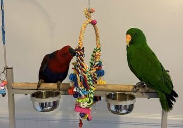 Eclectus Solomon Island Parrots. male and female