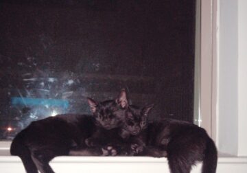 Black twin cats