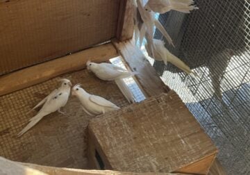 White and mix color Cockatiels