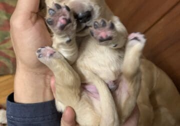 Golden Retriever puppies born 10/30/23 available