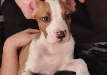 Puppy looking for loving forever home