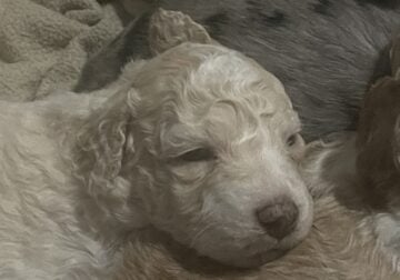 3 week old double doodle puppies