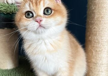 3 months old British shorthair kitten Golden color