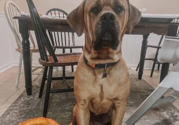 3 year old Cane Corso male
