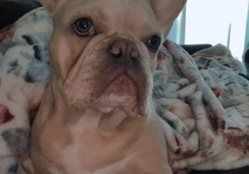 Male Frenchie looking for stud deal