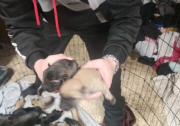 Holiday German shepherds for sale All 10 puppies s