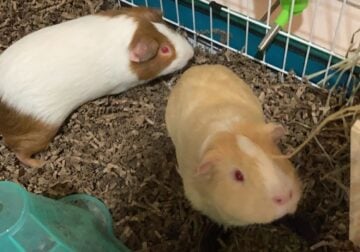 Guinea pigs for rehoming
