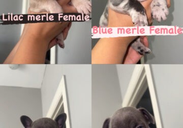 French bulldog puppies blue merle