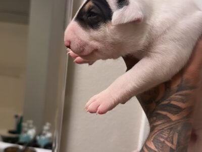 Bullterriers puppies for sale