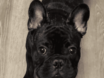 French bull dog, 10 months old..