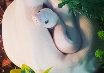 Blue eyed leucistic ball python