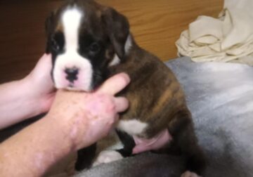 AKC BOXER PUPPIES FOR SALE