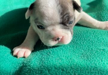 French bull dog puppies