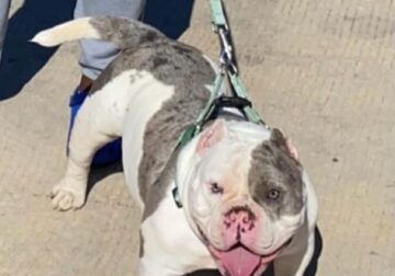 Lilac Merle exotic bully male