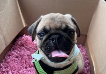 AFC Male Pug For Sale – 8 months