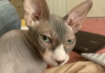 Sphynx sisters looking for new home