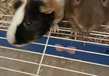 2 male guinea pigs for rehoming