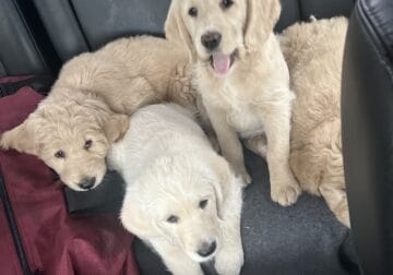 Introducing Our Adorable Goldendoodle/Lab Puppies