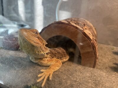 2 female bearded dragons with tanks and accessorie