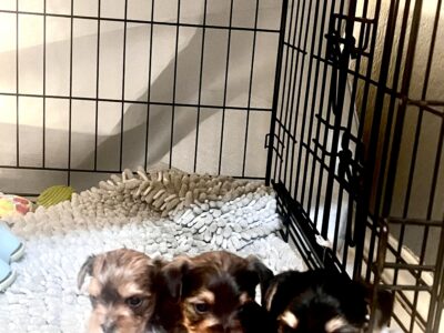 Akc Yorkshire Terrier puppies