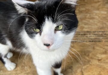 Sweet house cat needs forever home